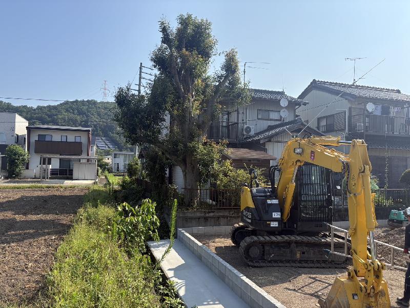 カシの木　伐採